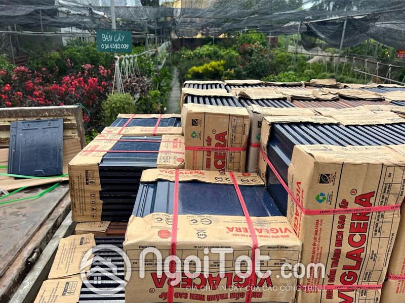 Ngoi Phang Trang Men Viglacera Thang Long T12 8